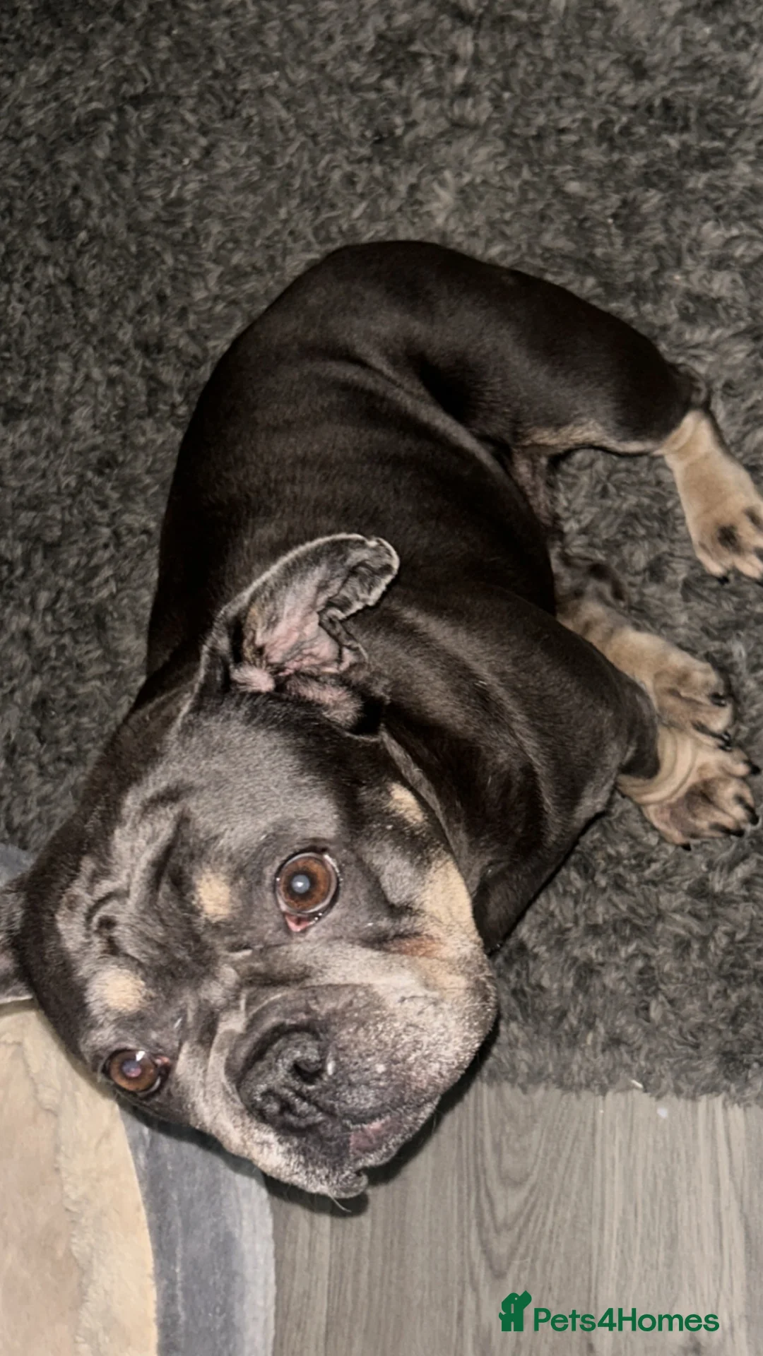 French Bulldog dogs for sale: Calm loving home needed for older dog  - Advert 1