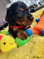 Dachshund dogs - Advert 4