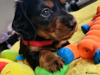 Dachshund dogs KC Miniature Dachshund - Advert 7