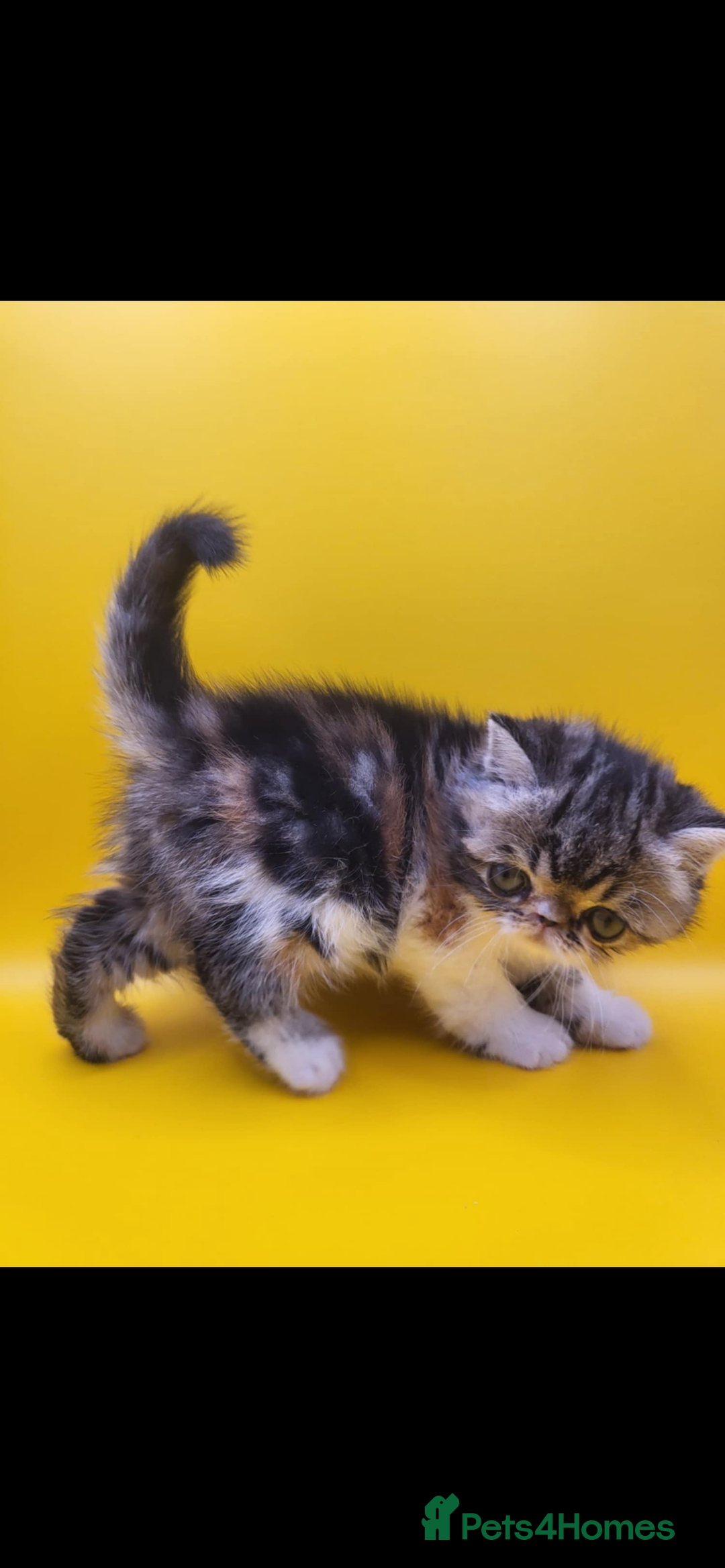 Exotic cats for sale: Exotic kittens  - Advert 30