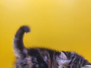 Exotic cats Exotic kittens - Advert 6