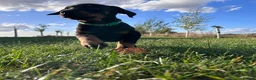 Dobermann dogs for sale: KC  reg Dobermann puppies  - Advert 7
