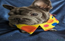 French Bulldog dogs for stud:  Elite Micro  Blue Frenchie Stud - Image 22