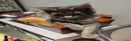 Maine Coon cats for sale: Pure bred Maine Coon kittens - Advert 5