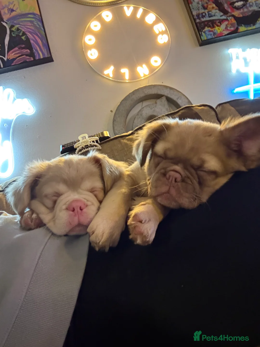 French Bulldog dogs for sale: Visual Fluffy !kc reg maskless french bulldogs  - Advert 1
