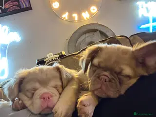 French Bulldog dogs Fluffy kc reg maskless french bulldogs - Advert 1