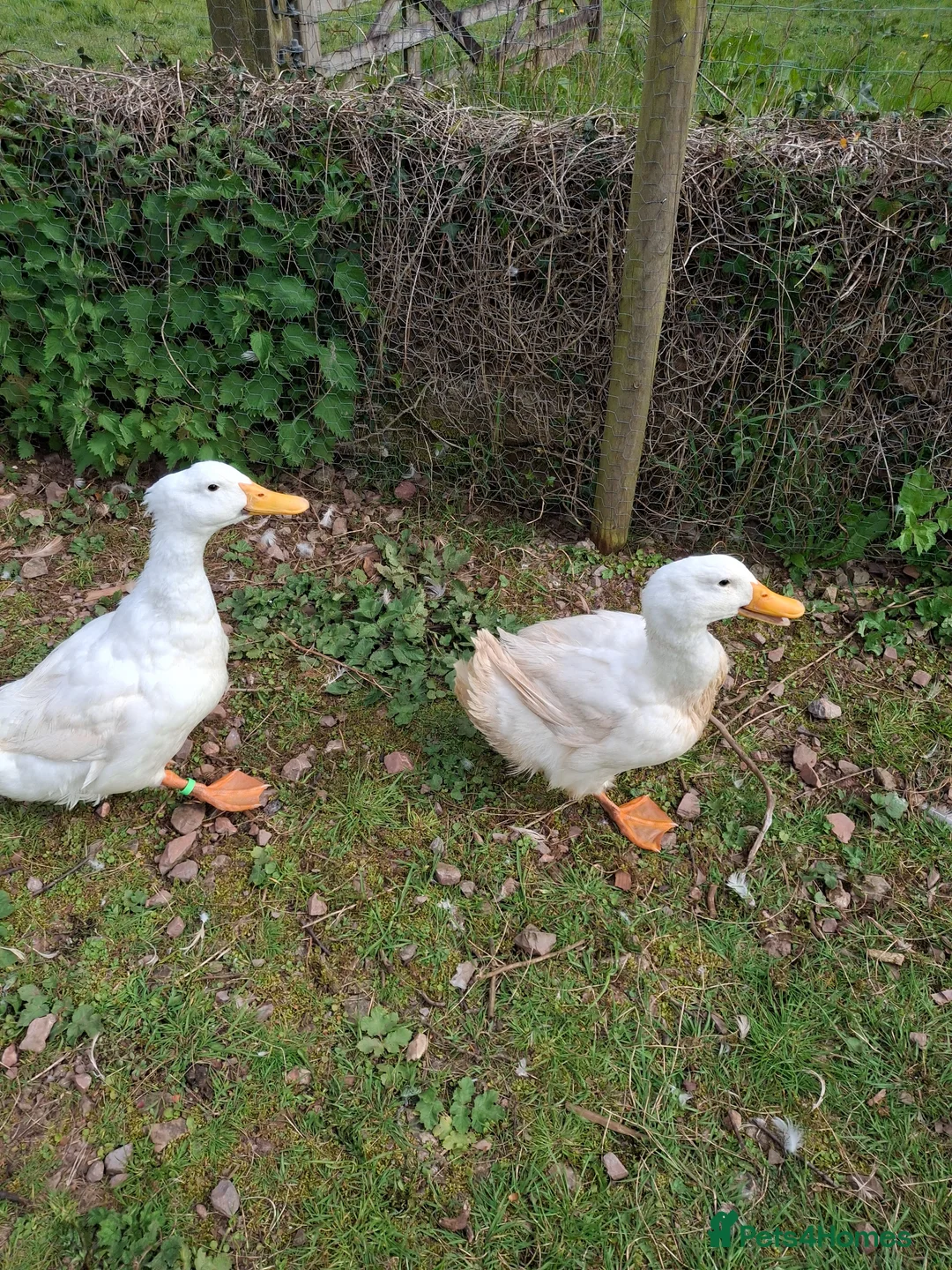 Ducks poultry for sale: 2 x aylesbury cross drakes for sale in Tiverton - Advert 5
