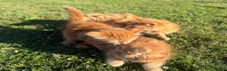 Mixed Breed cats for sale: Kitten for sale in London - Advert 6