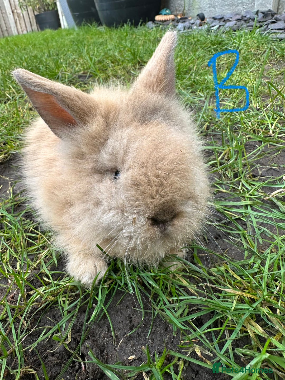 Lionhead rabbits for sale: Lionhead Rsbbits for sale  - Advert 5