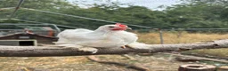 Chickens poultry for sale: Peking bantam in Leighton Buzzard - Advert 3
