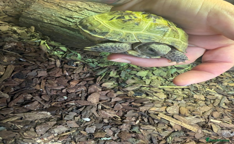 Turtle reptiles - Advert 1