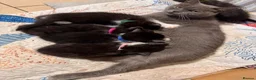 Mixed Breed cats for sale: 5 BBSH x mixed kittens black white grey - Advert 27