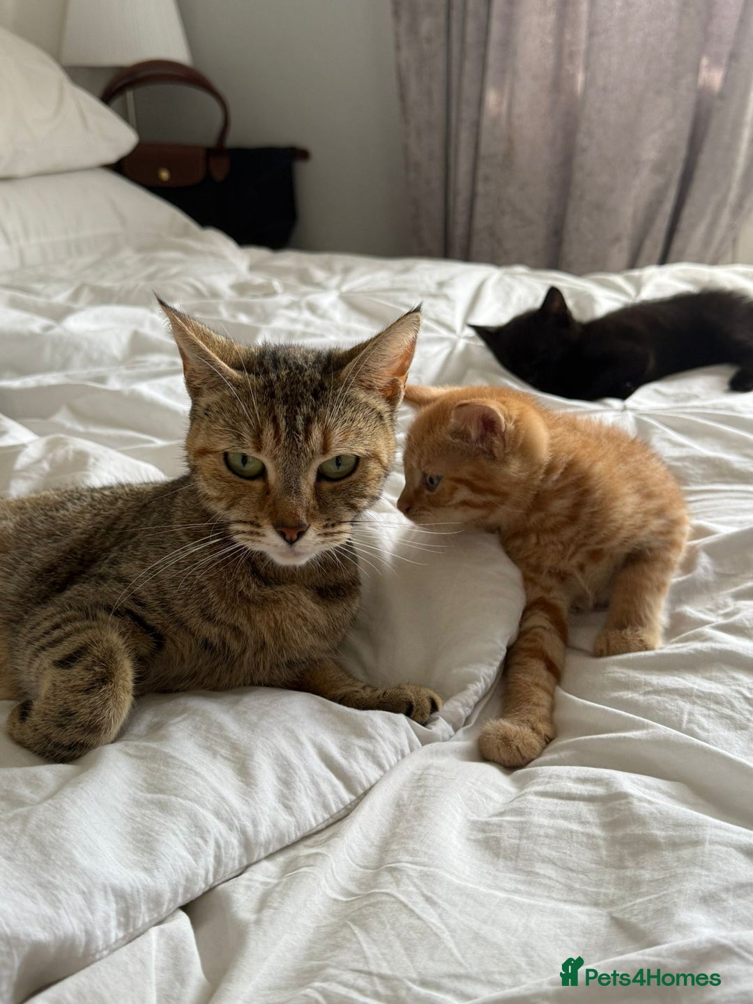 Mixed Breed cats for sale: Two beautiful male kittens  - Image 7