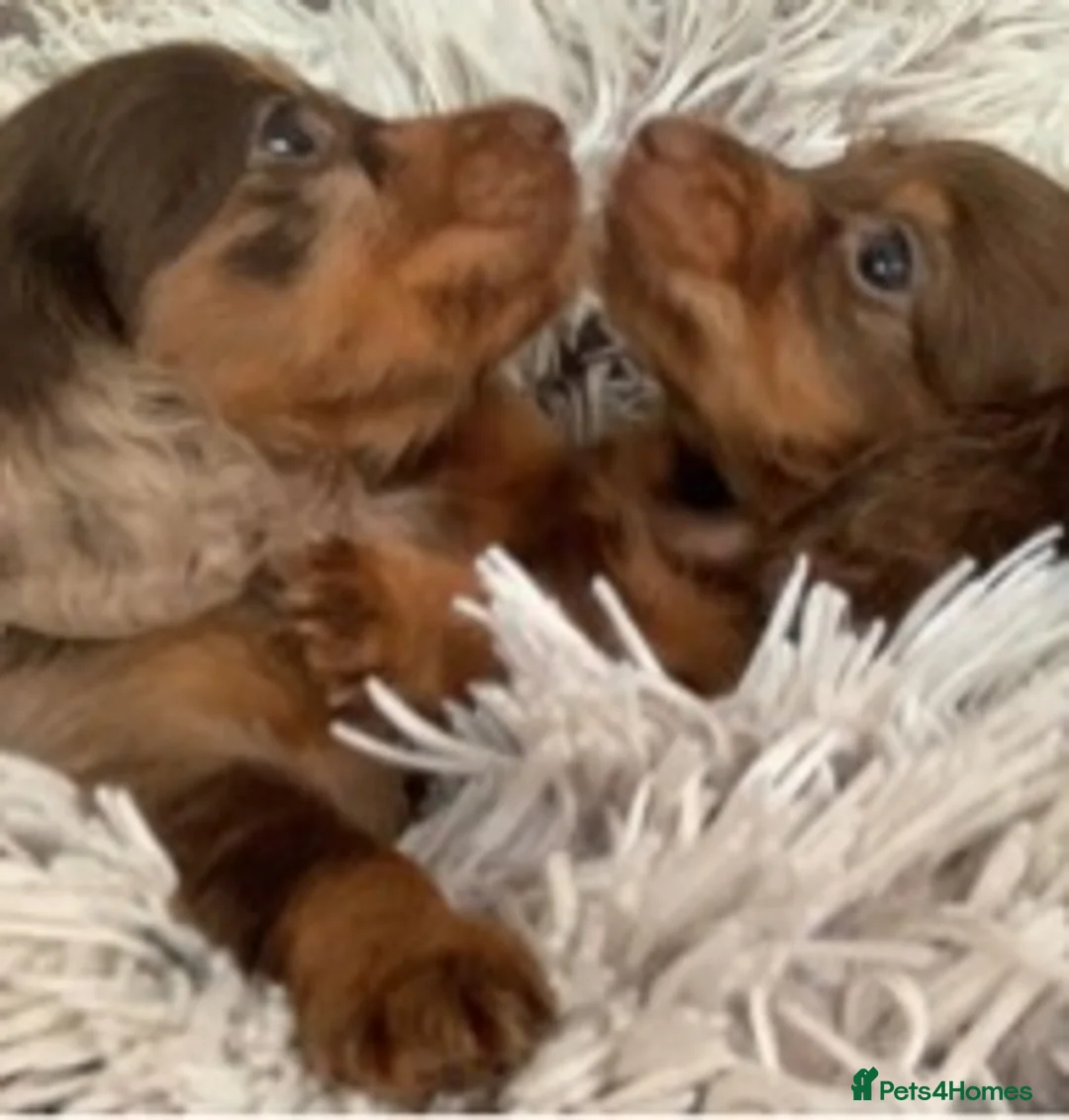 Miniature Dachshund dogs for stud: ✨Kc mini long haired dapple✨ 17 champions✨ in Romford - Advert 14