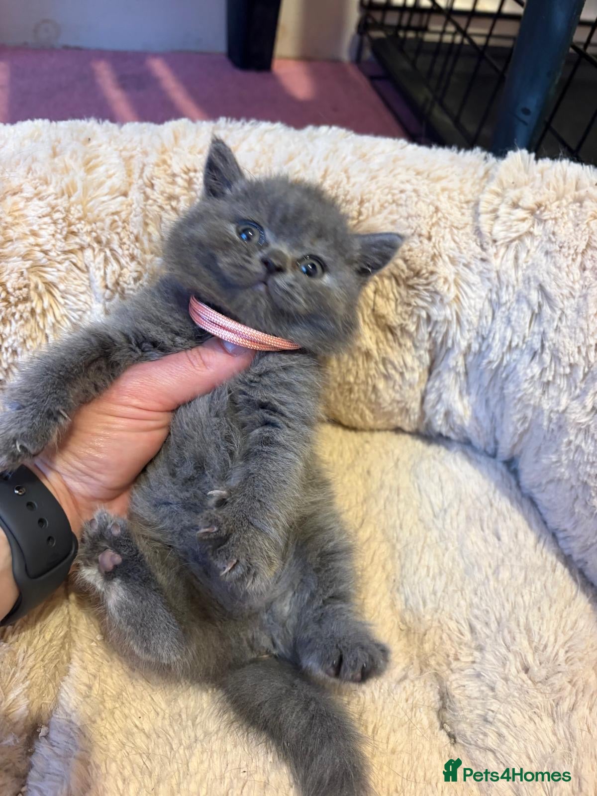 British Shorthair cats British Short Hair kittens for sale - Advert 2