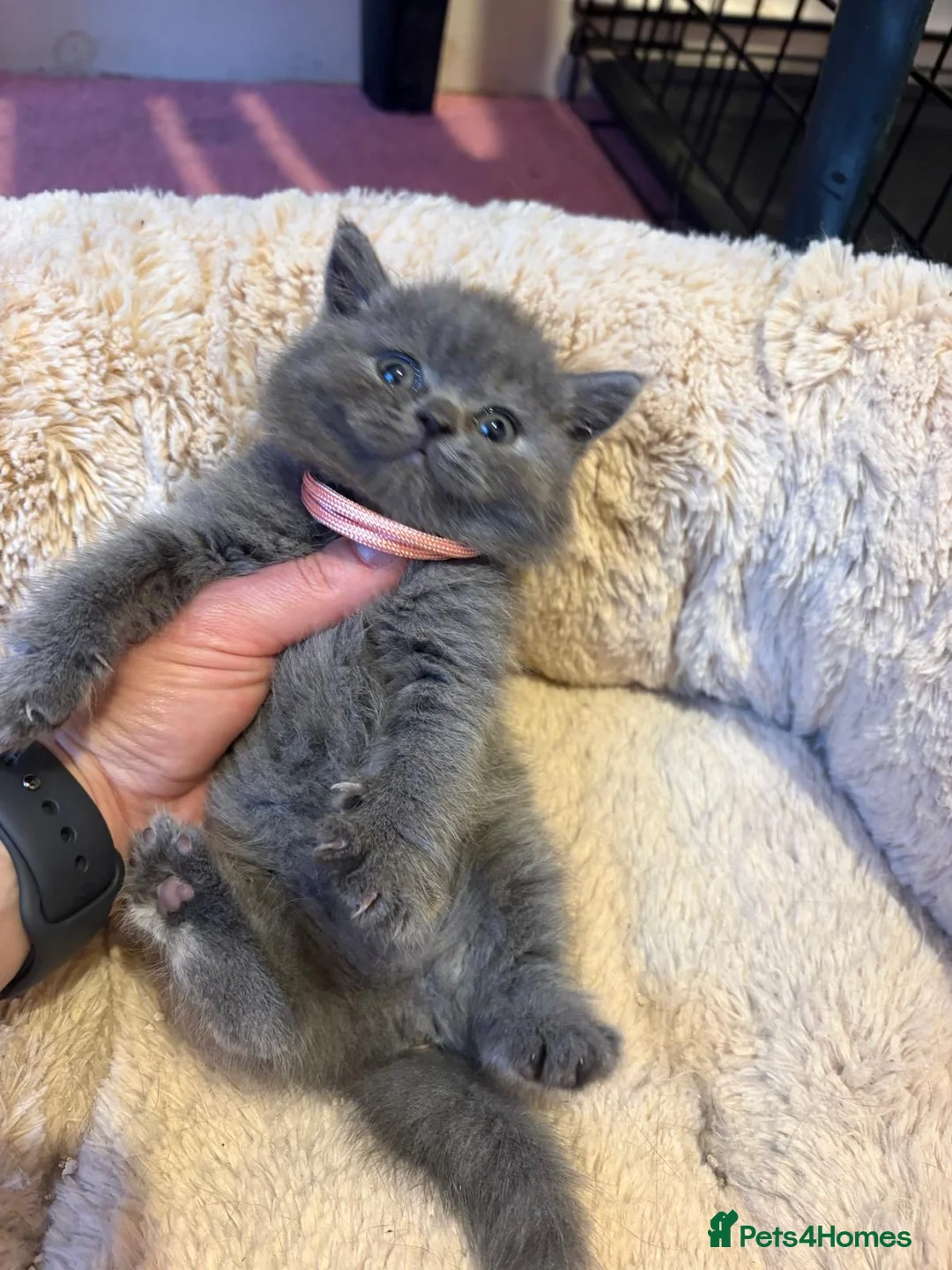 British Shorthair cats for sale: British Short Hair kittens for sale - Advert 2