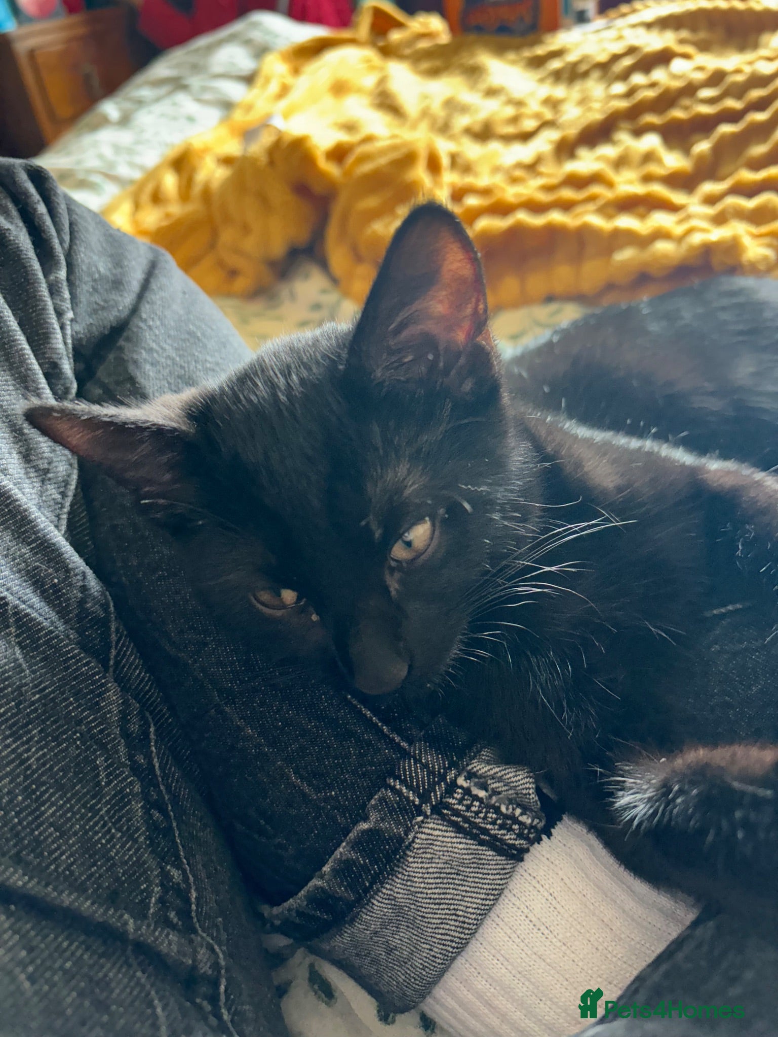Bombay cats Three Black Kittens  - Advert 14