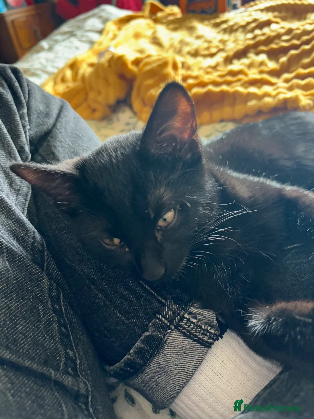 Bombay cats for sale: Three Black Kittens  - Advert 1