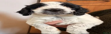 Cockapoo 2