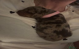 Miniature Dachshund dogs for sale: Miniature dachshund puppies  - Image 4