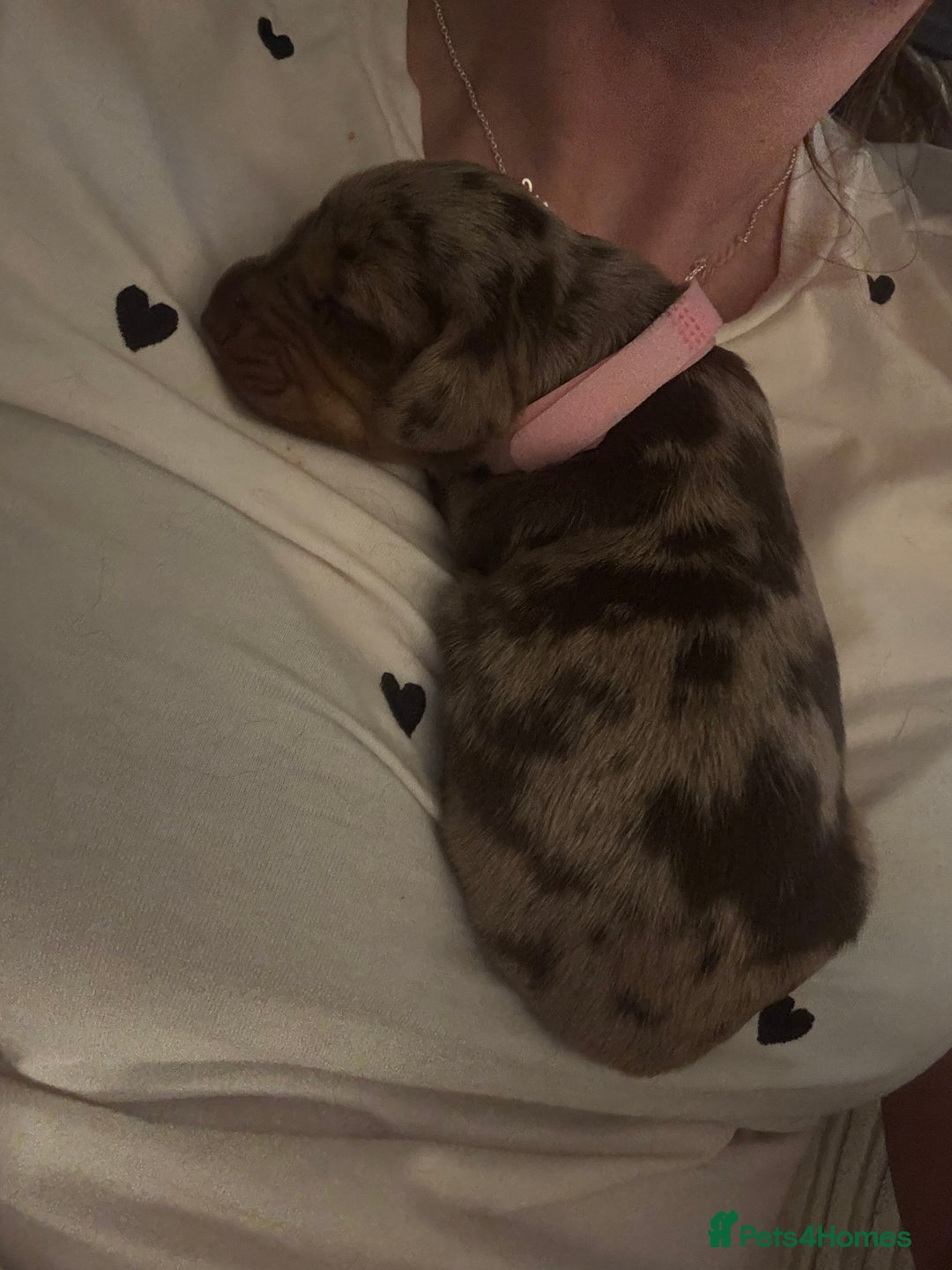 Miniature Dachshund dogs for sale: Miniature dachshund puppies  - Image 4