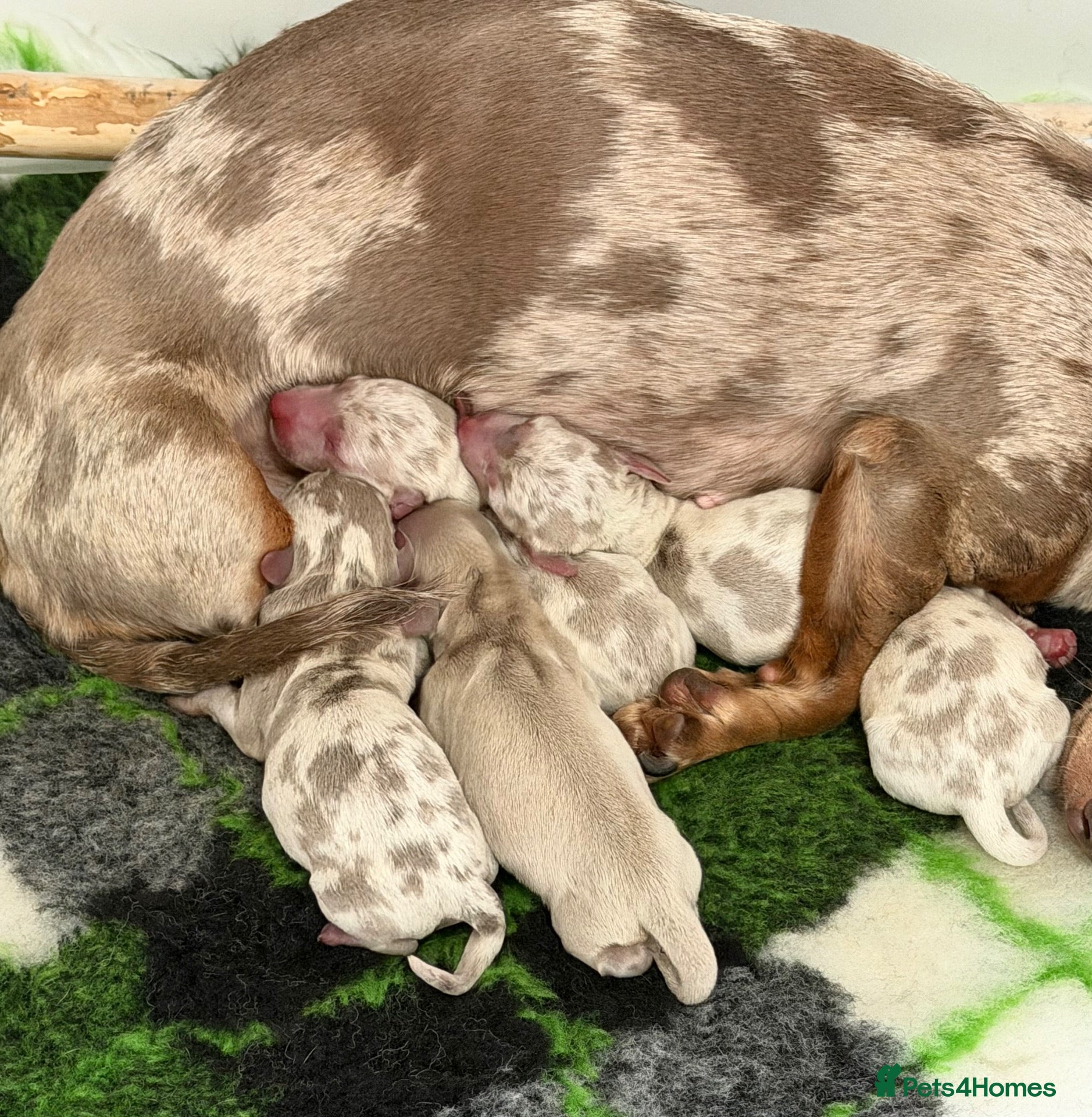 Miniature Dachshund dogs Gorgeous Miniature Dachshund Puppies - Advert 1