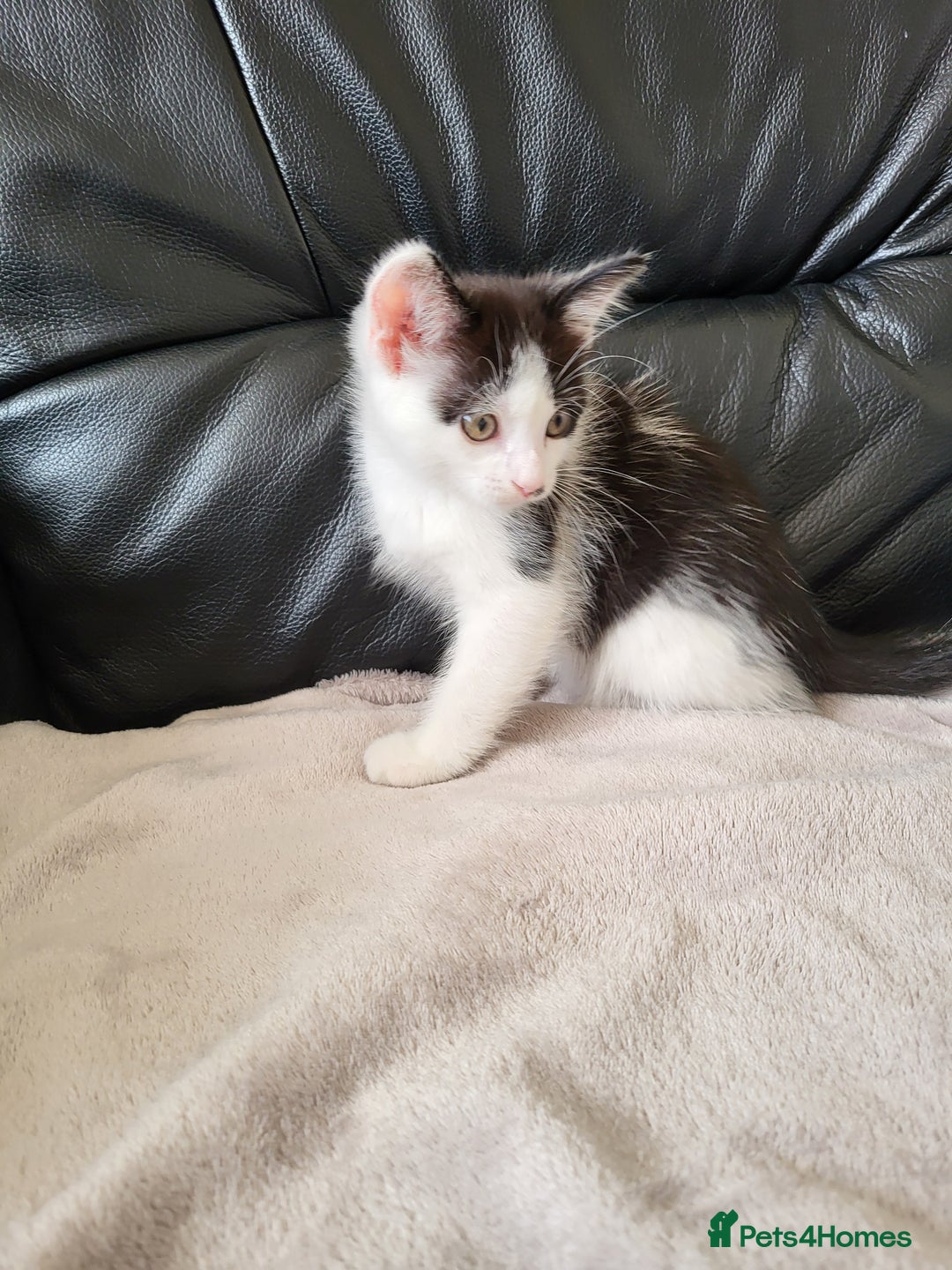 Mixed Breed cats for sale: 2 kittens for sale - Image 8