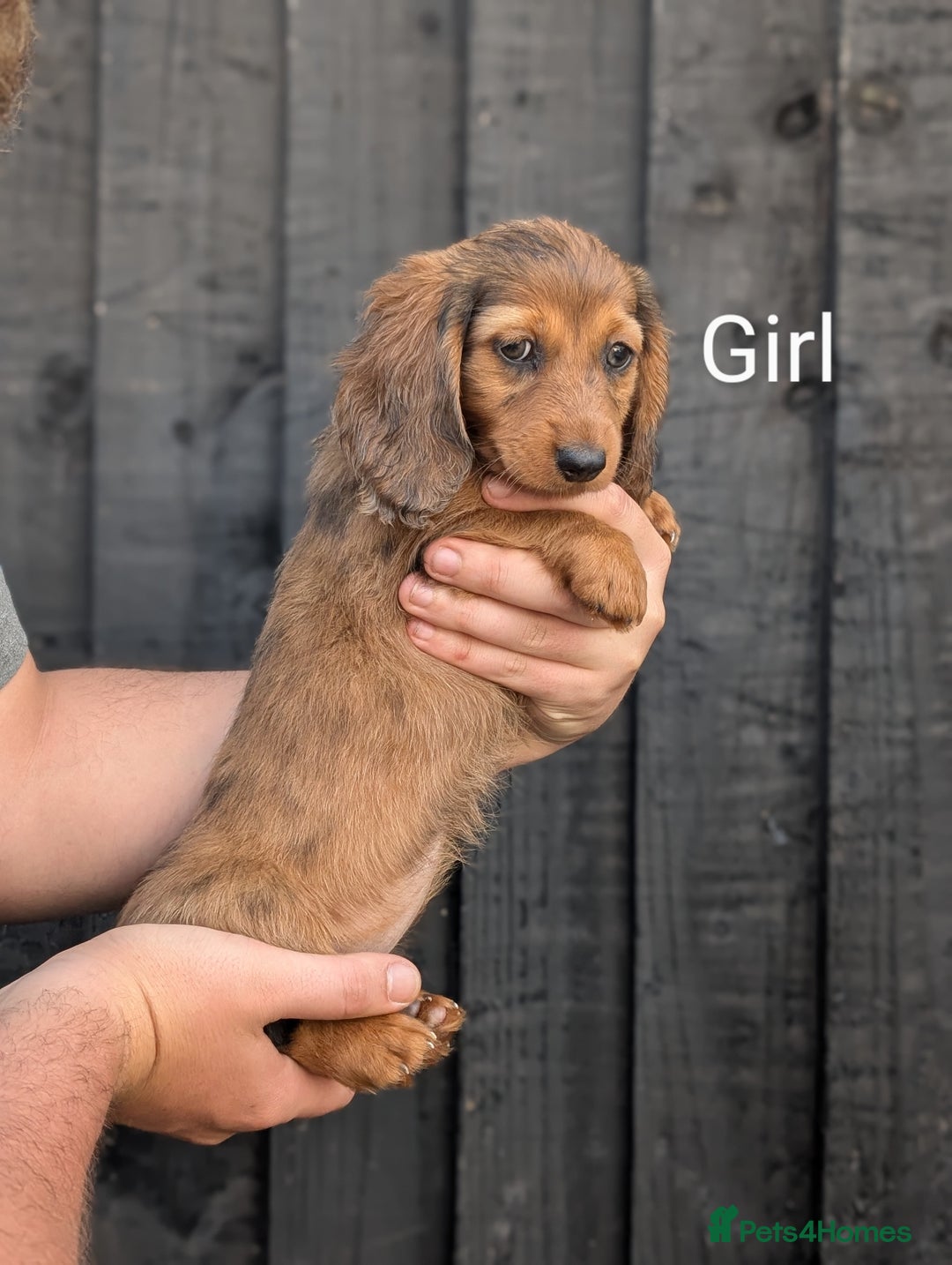 Miniature Dachshund dogs for sale: Mini dachshund puppies - Image 7
