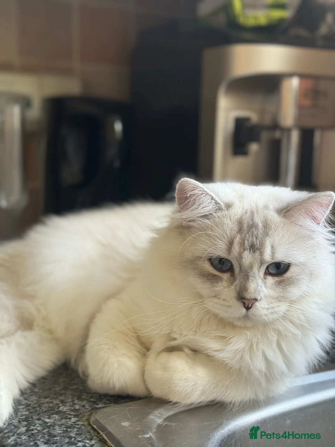British Longhair cats for sale: Beautiful British Longhair Boy with Blue Eyes - Advert 5