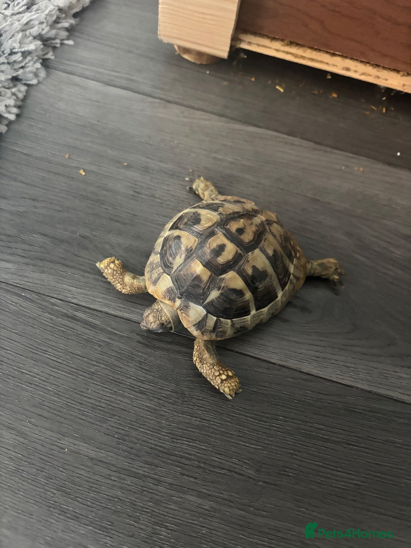 Tortoise reptiles Hermann Tortoise Female 9 years old with house  - Advert 1