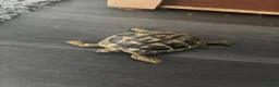 Tortoise reptiles for sale: Hermann Tortoise Female 9 years old with house  in Southampton - Advert 1