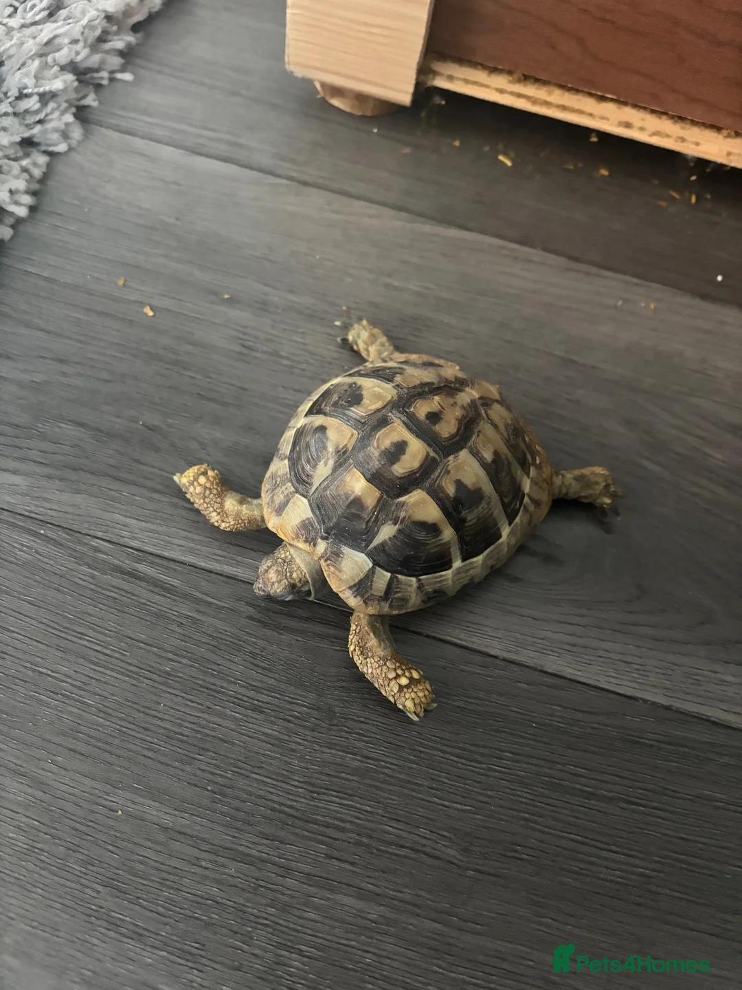 Tortoise reptiles for sale: Hermann Tortoise Female 9 years old with house  in Southampton - Advert 1