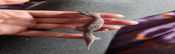Gecko reptiles for sale: Leopard gecko baby's ready for new homes in Holsworthy - Advert 3