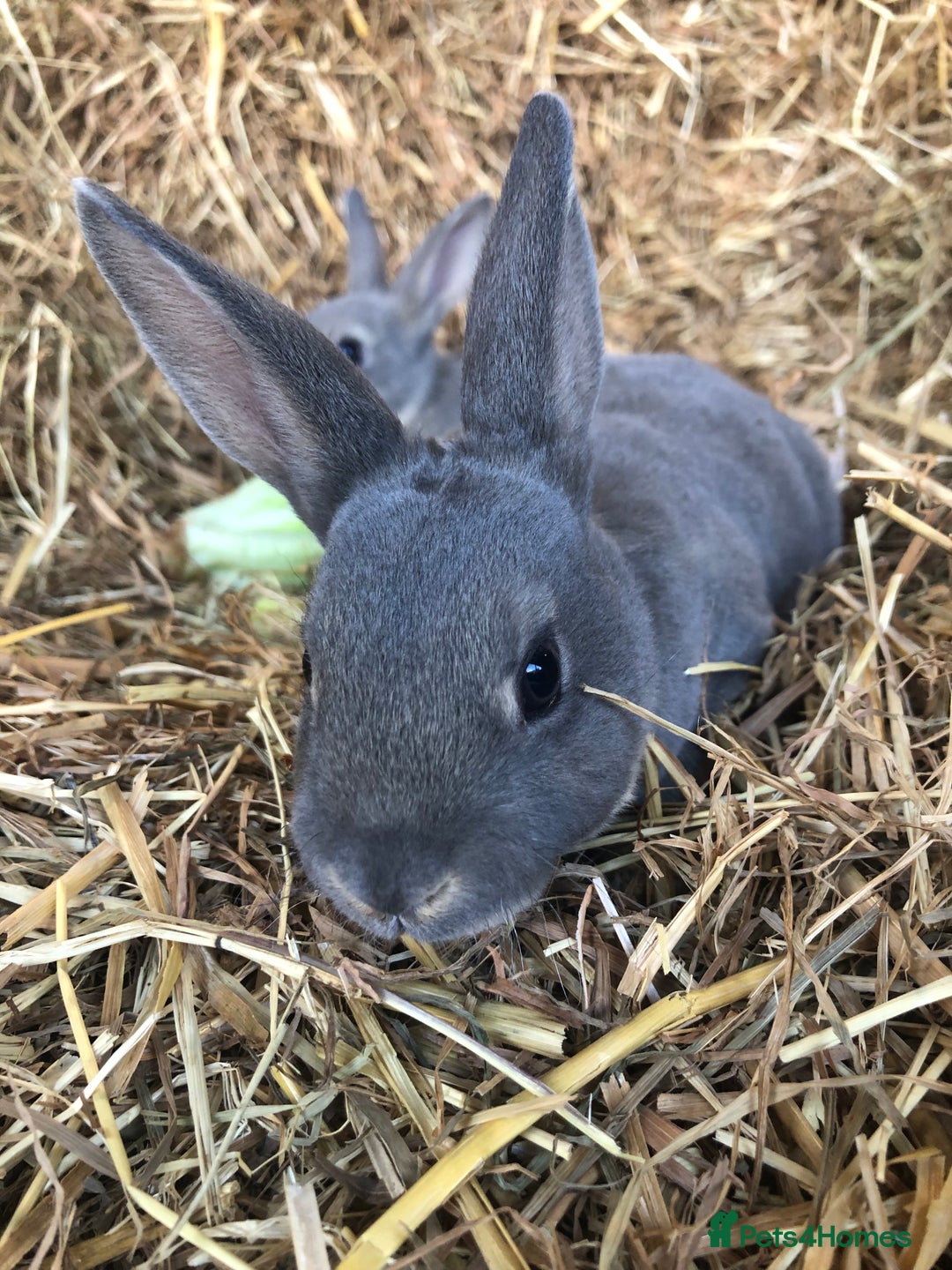 Rex rabbits for sale: Beautiful Pure Breed Velvet Mini Rex babies 🐰  - Image 3