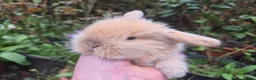 Mini Lop rabbits for sale: 🧡STUNNING TEDDYWIDDER X MINI LOP BABIES 🧡 - Advert 16