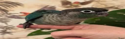 Conures birds for sale: 1 left hand reared green cheek conure. - Advert 1