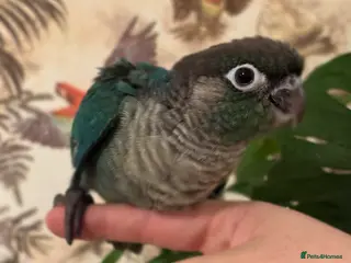 Conures birds (1 left) hand reared green cheek conures. - Advert 12