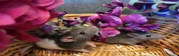 Rat rodents for sale: Friendly rat babies - Advert 2