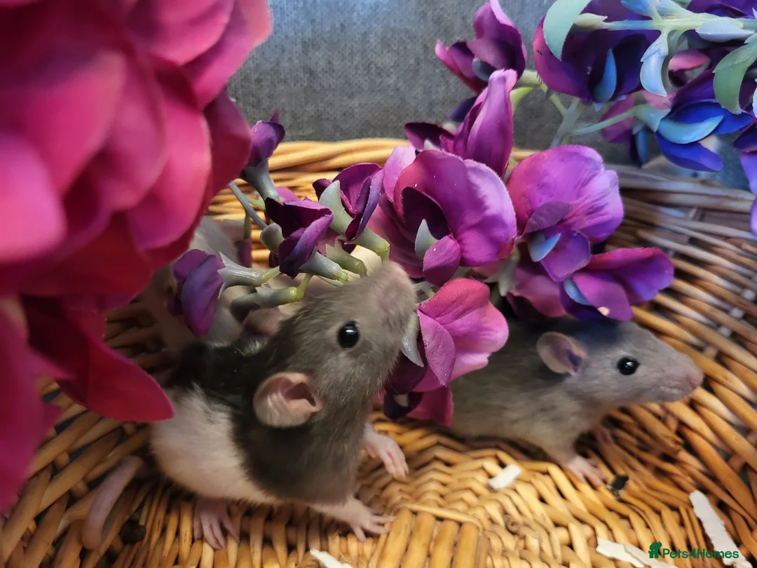 Rat rodents for sale: Friendly rat babies - Advert 2