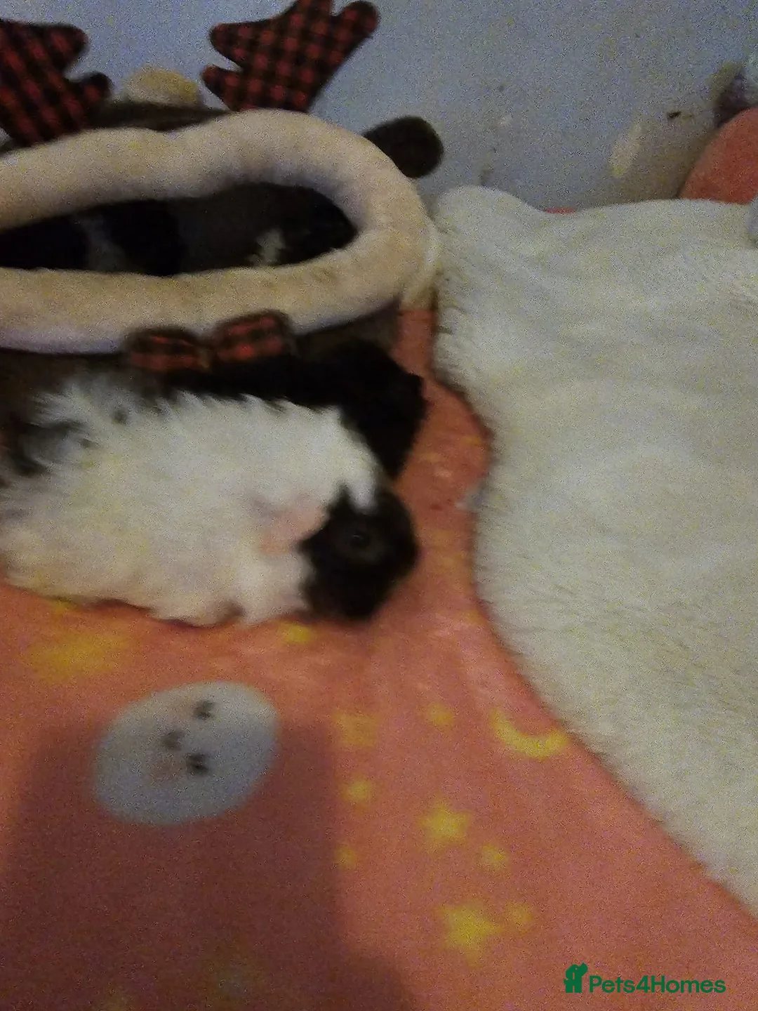 Guinea Pig rodents for sale: Adorable female guinea pig babies  in Nottingham - Advert 10