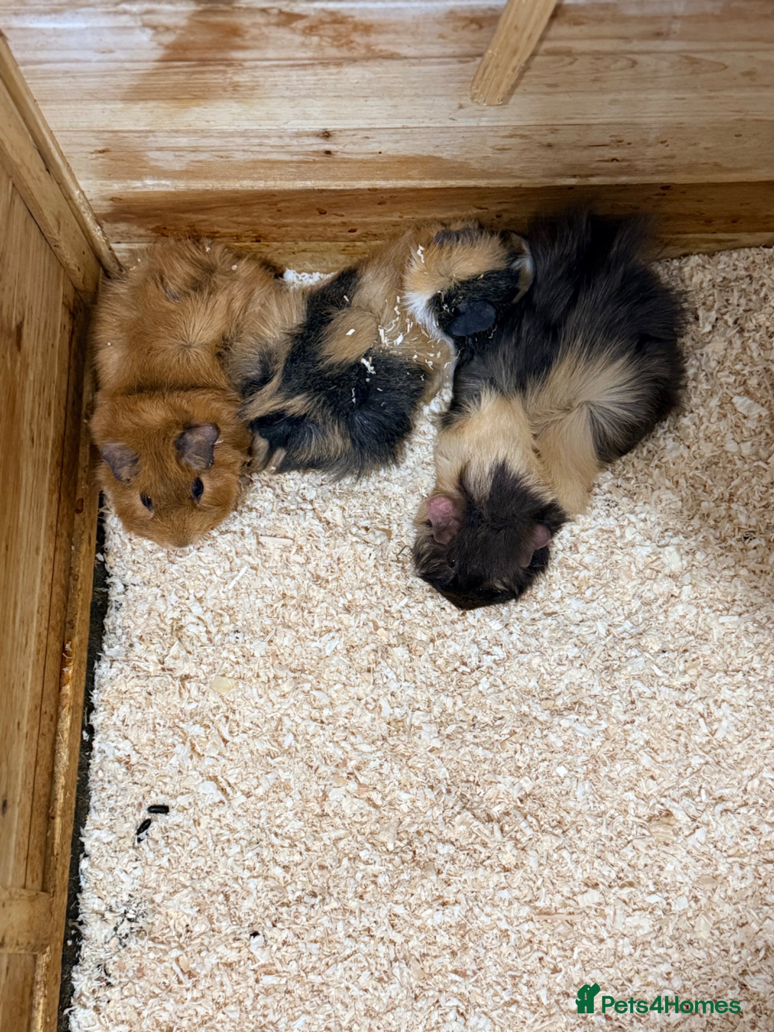Guinea Pig rodents     Adorable Trio of Guinea Pigs with Cage      - Advert 2