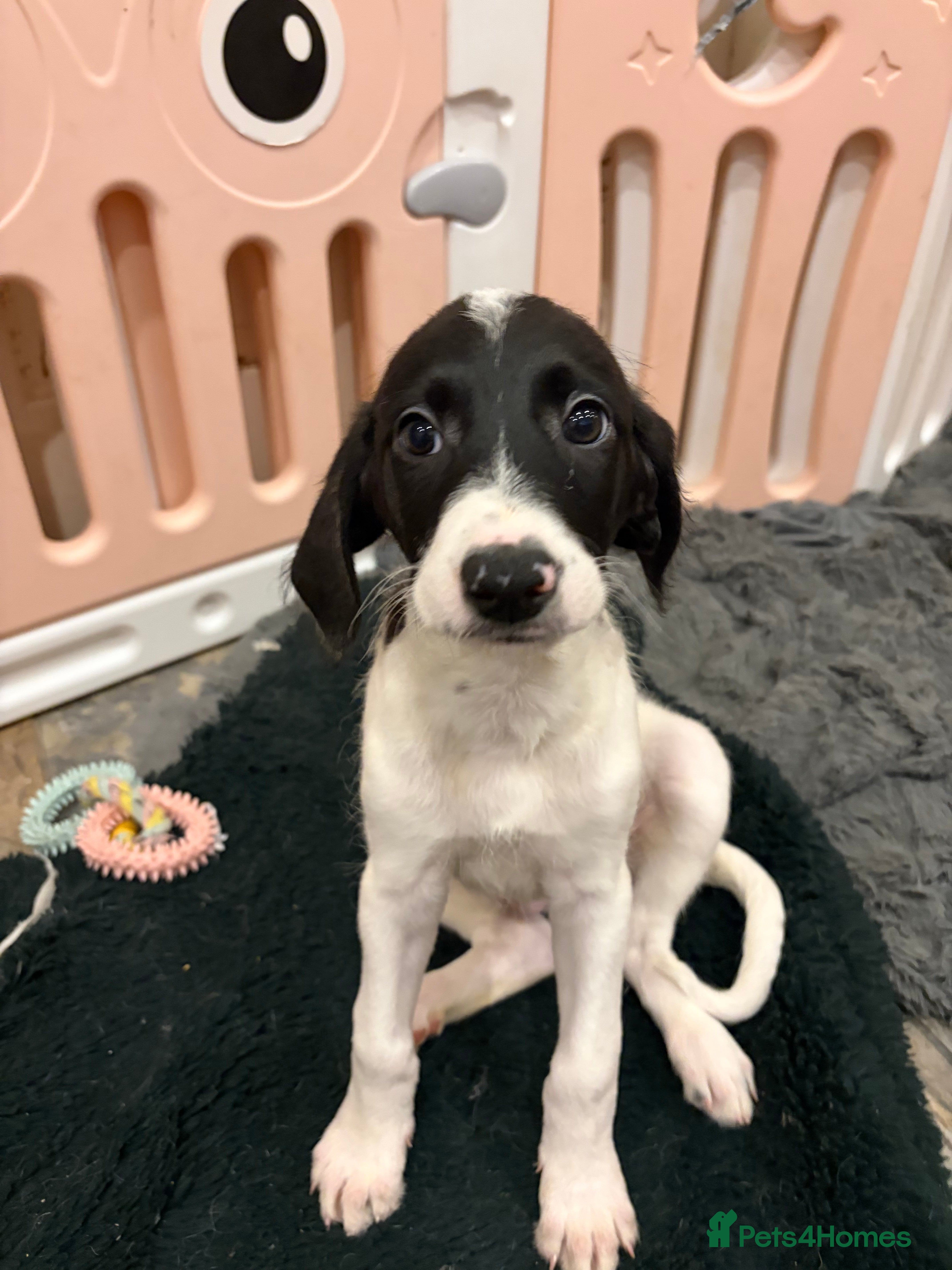 Mixed Breed dogs Lurcher x standard poodle ready now - Advert 3