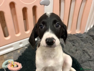 Mixed Breed dogs Lurcher x standard poodle ready now - Advert 3