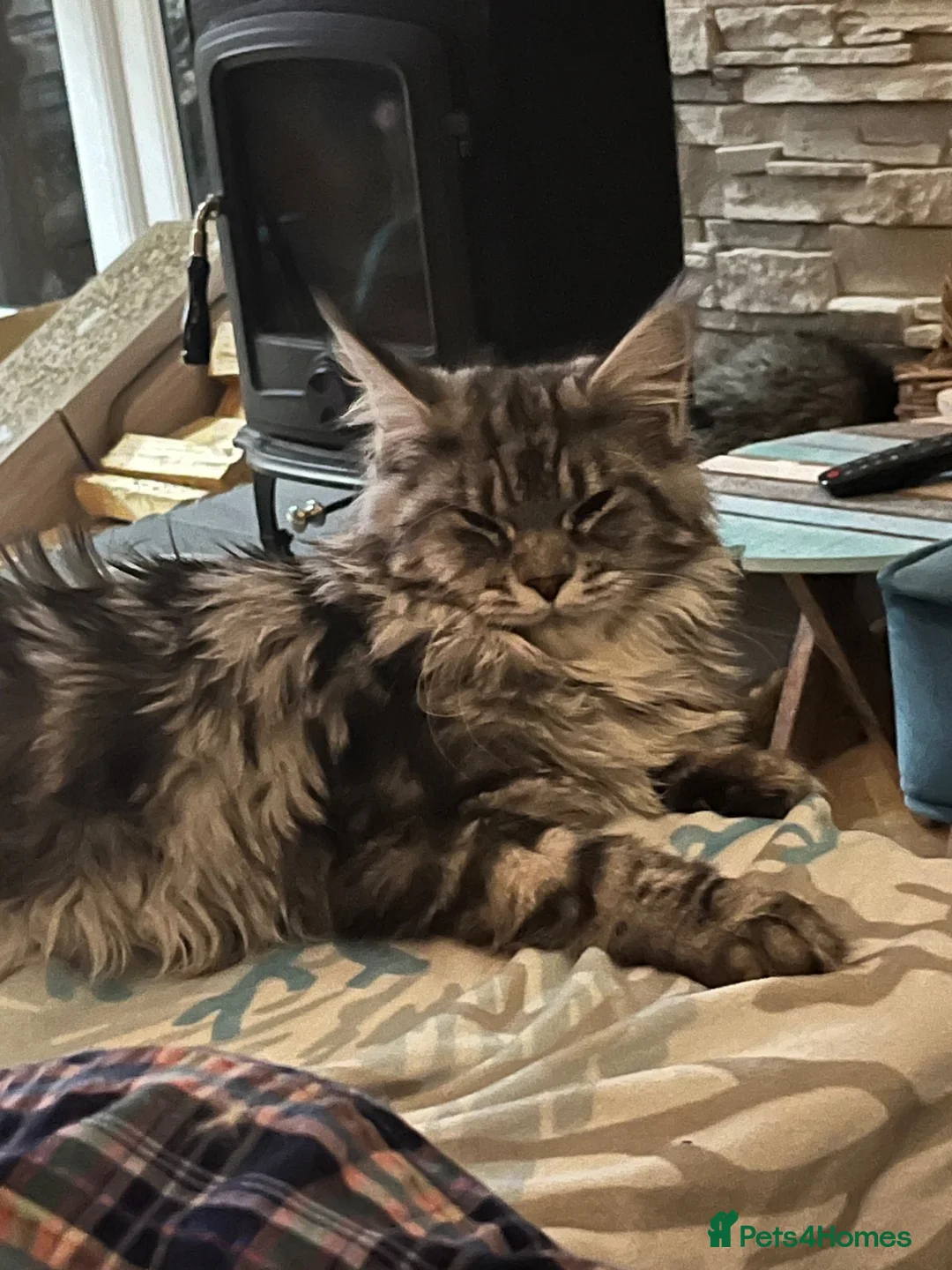Maine Coon cats for sale: Florence  - Advert 10