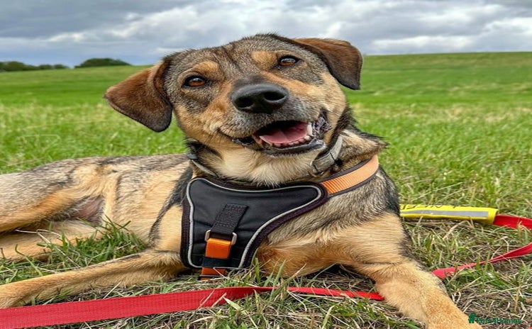 Mixed Breed dogs - Advert 7