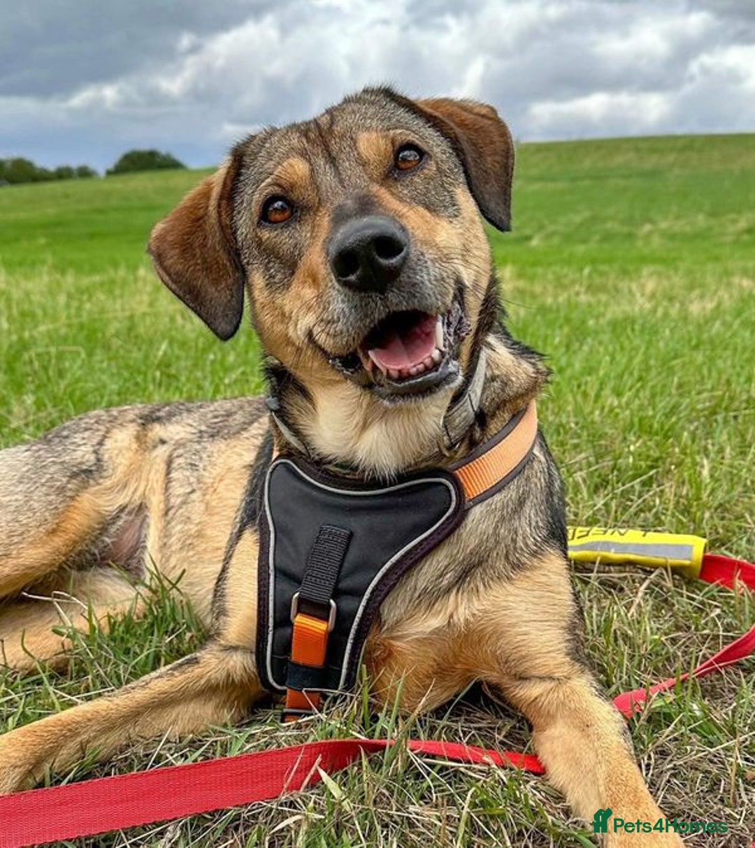 Mixed Breed dogs for adoption: Bobbie - Overlooked in need of a forever home!  - Image 1