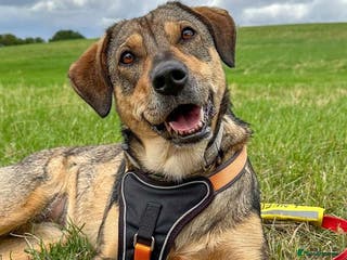 Mixed Breed dogs Bobbie - Overlooked in need of a forever home! - Advert 13