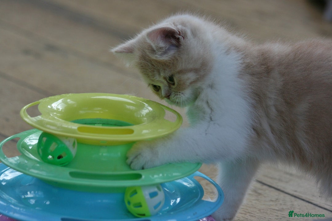 Exotic cats for sale: Exotic pedigree kittens  - Image 22