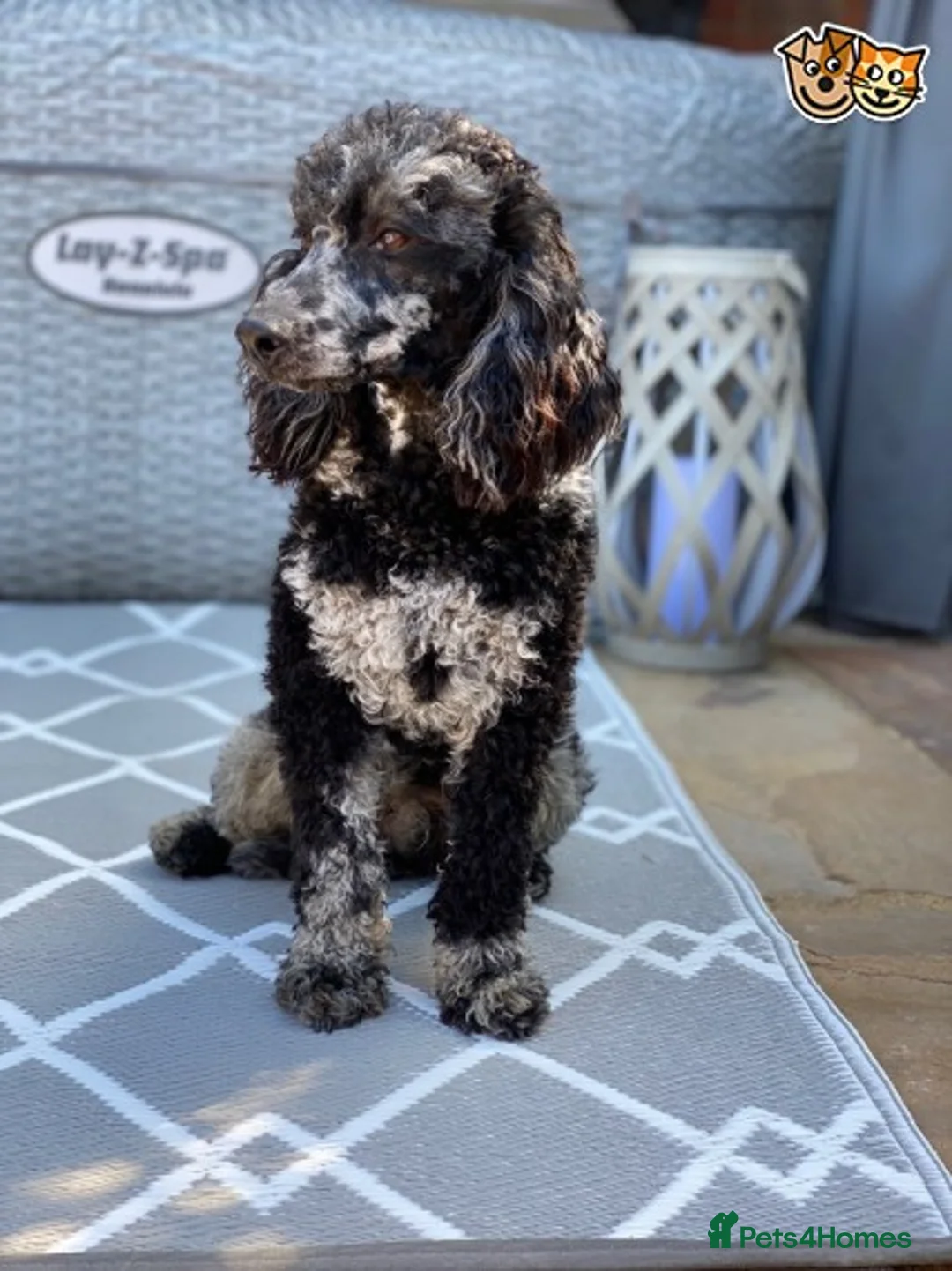 Miniature Poodle dogs for stud: HEALTH TESTED MERLE MIN POO CARRIES CHOC & PHANTOM in Chippenham - Advert 3