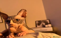 Sphynx cats for sale: Sphynx girl - Image 3